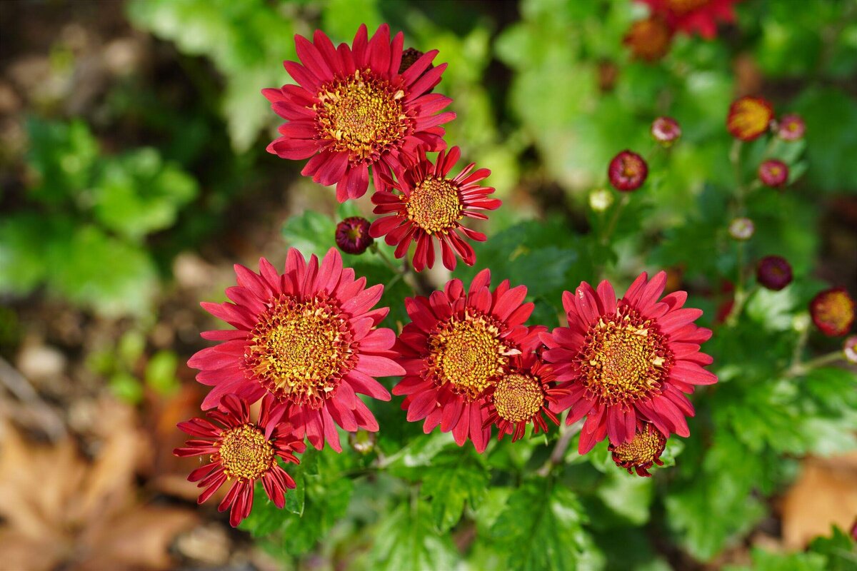 Из Никитского сада - Татьяна Тюменка