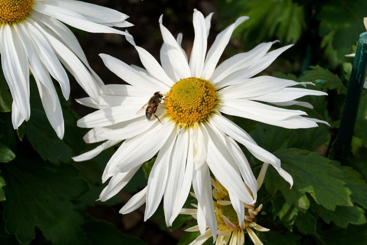 Из Никитского сада - Татьяна Тюменка