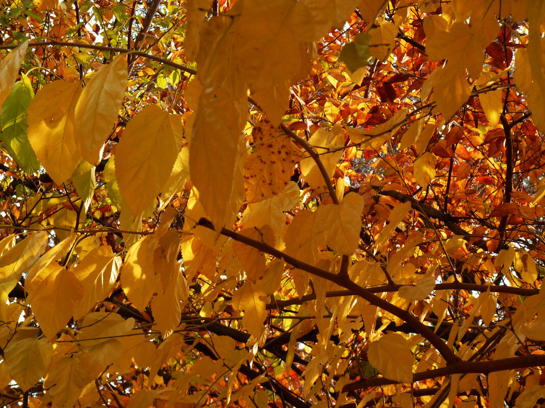 Осень  золотая - Валентин Семчишин