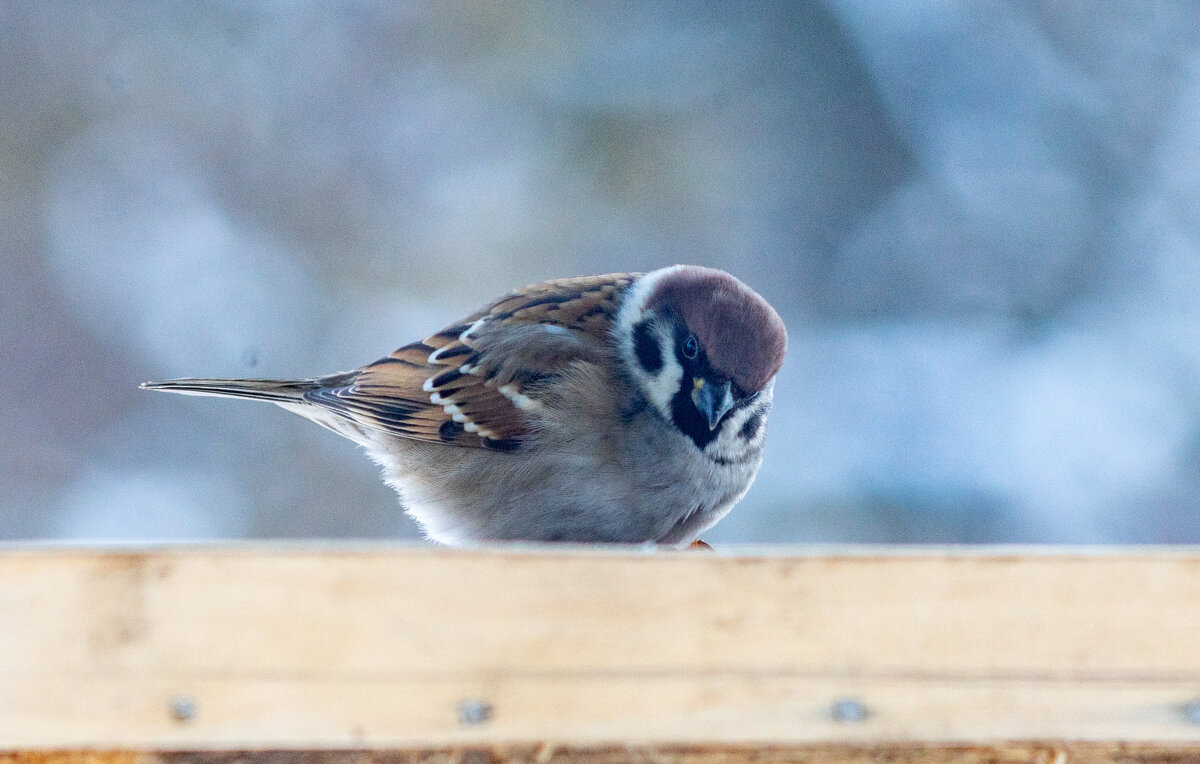 Пристрелочные кадры перед сезоном - Владимир Иванович