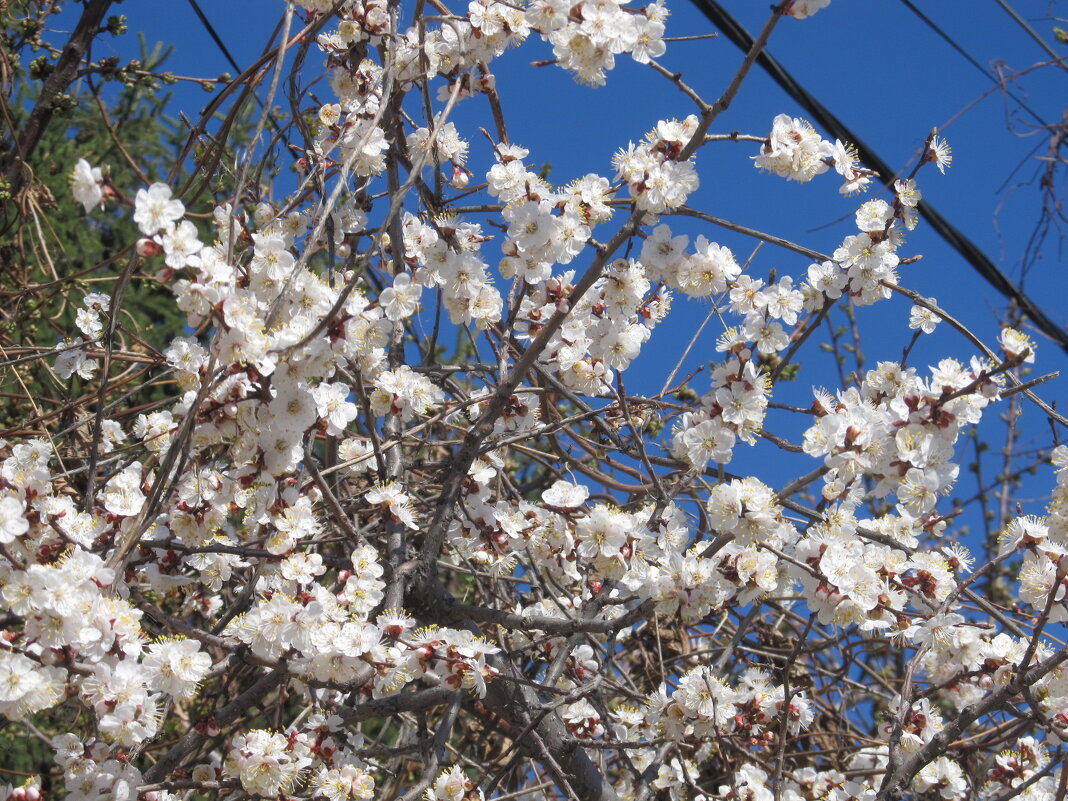 май - Елена Шаламова