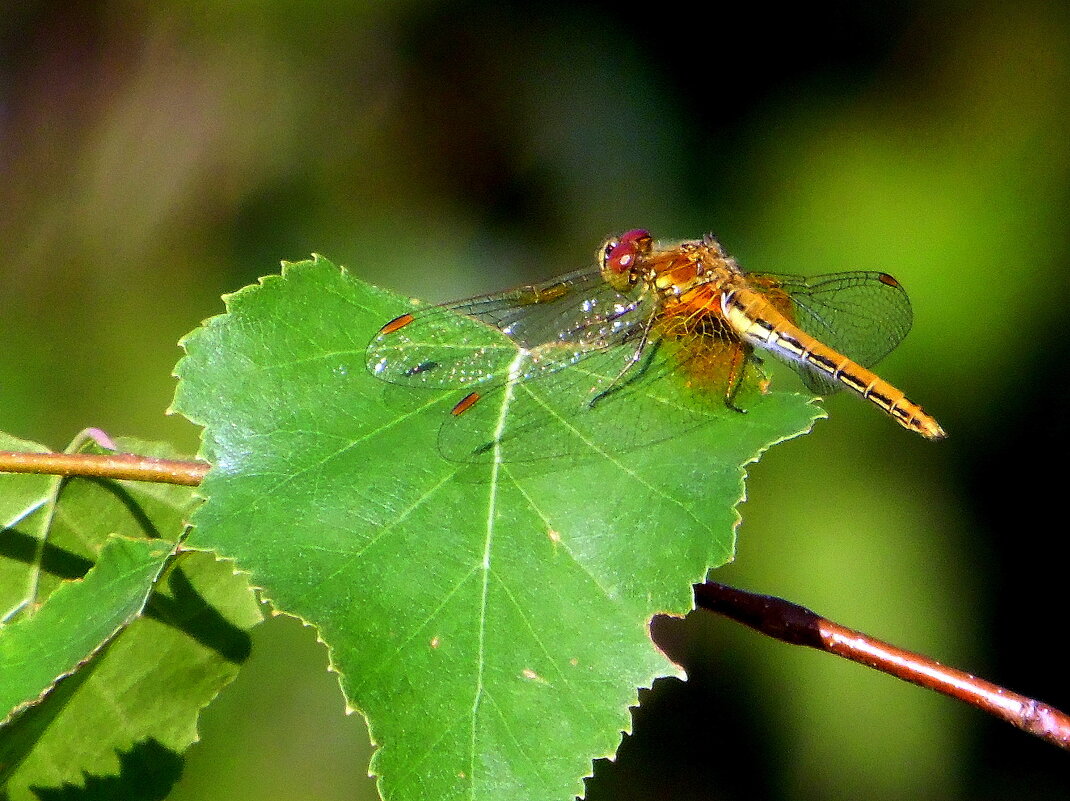 Стрекоза. - nadyasilyuk Вознюк