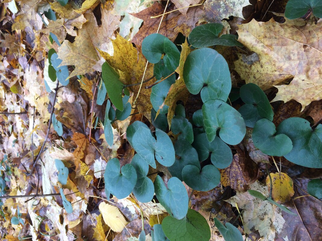 Неподдающиеся ) - Галина 