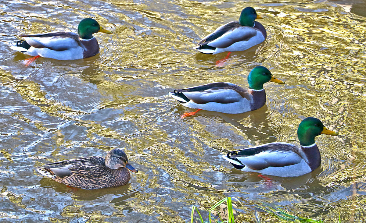 Уточки на речке Песочной - Светлана 
