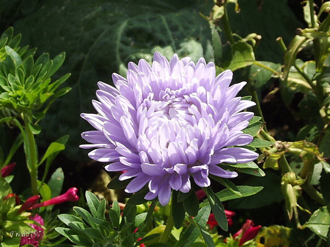 Астра - Freddy 97