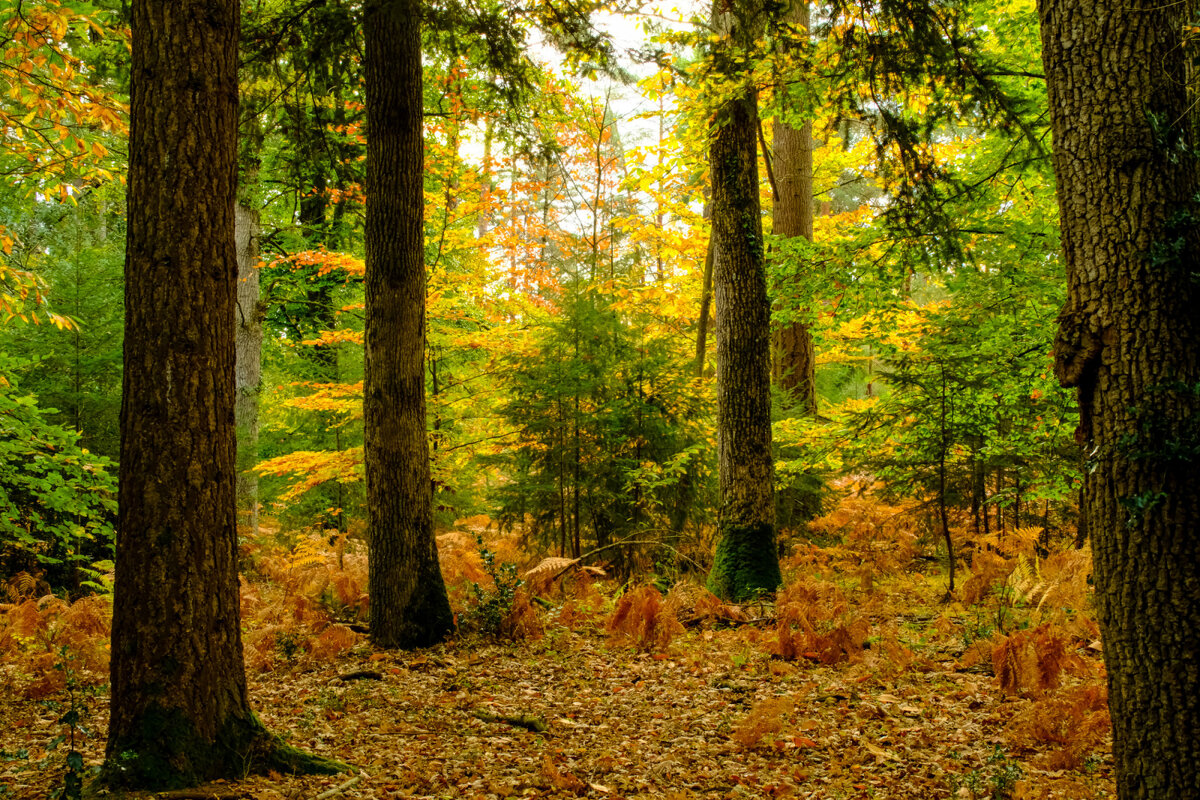 Осень в лесу - Георгий А