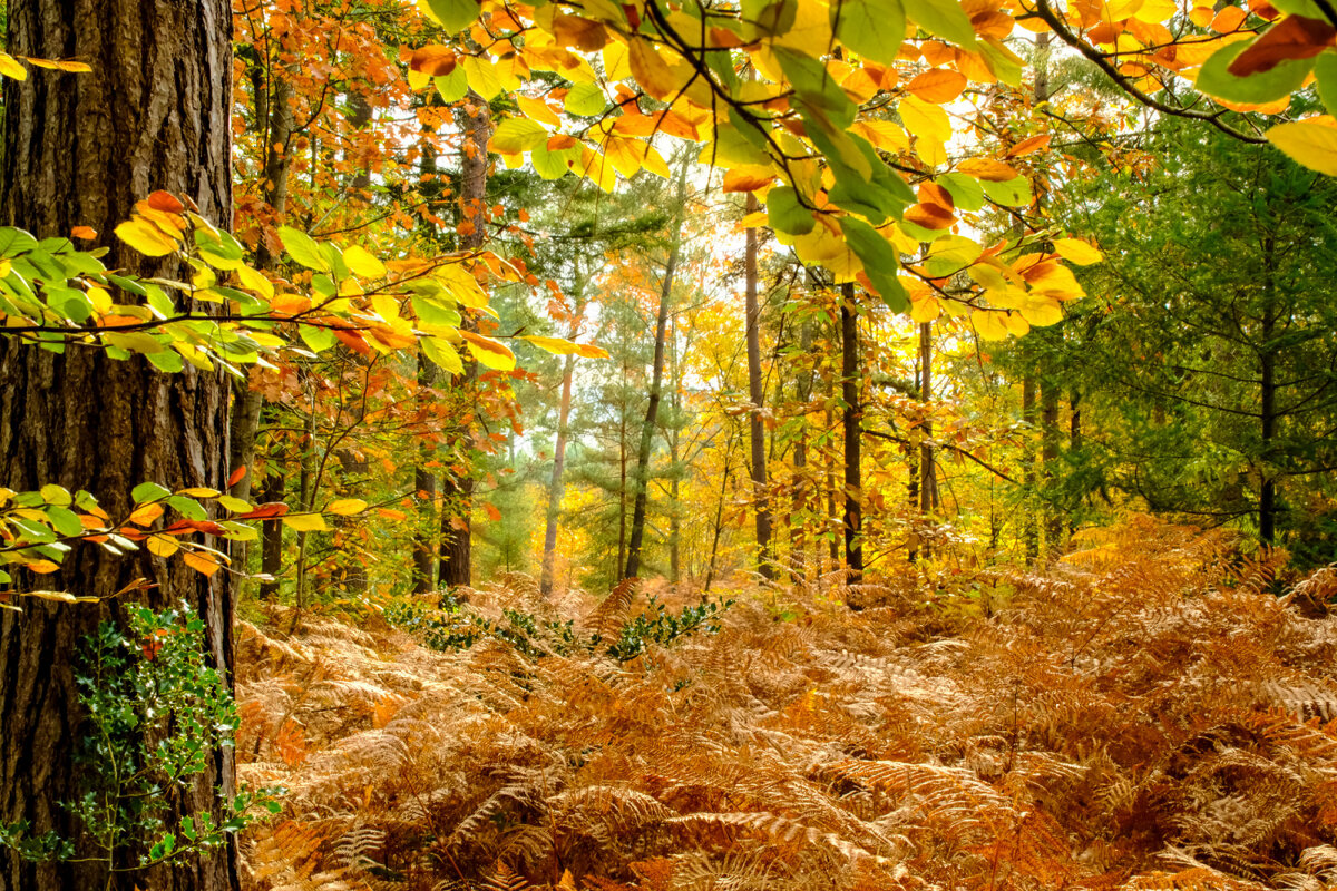 Прогулка в осеннем лесу - Георгий А