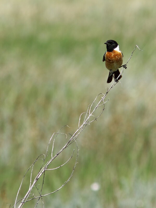 На тоненького... - Вячеслав Алтай