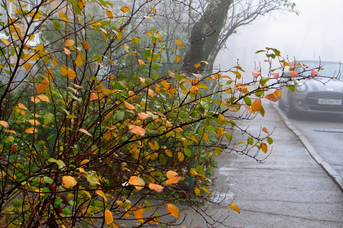 Золото осени в тумане - Татьяна Смоляниченко