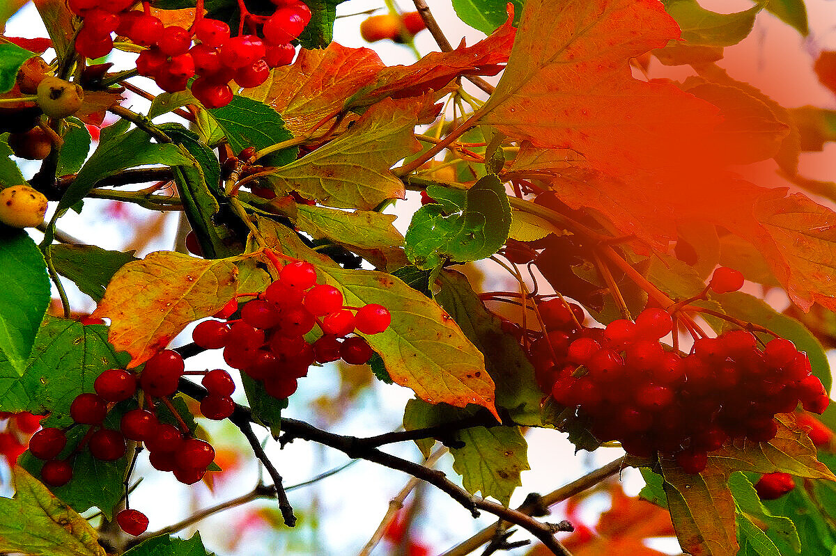 Калина осень - Владимир Кириченко