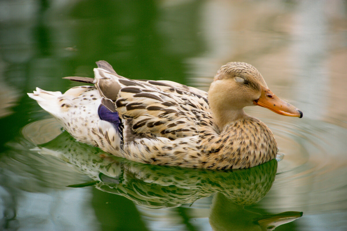 Утка - Максим Утка - Максим
