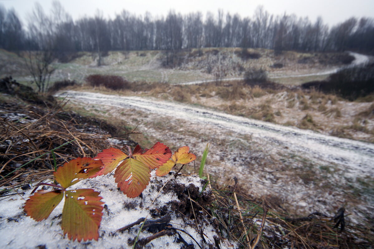 Царицыно 21 ноября - Михаил Бибичков