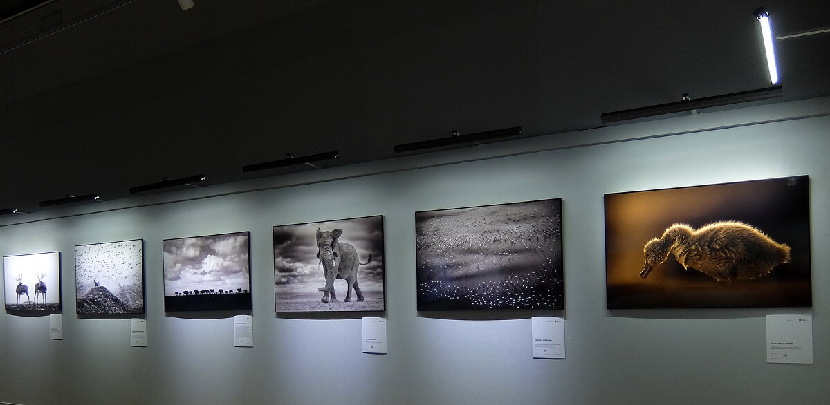 "Золотая черепаха"-уникальная выставка фотографии о дикой природе.. - Люба 