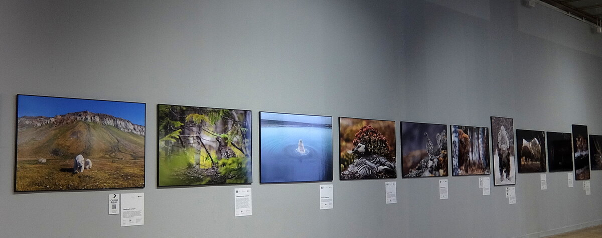 Фотовыставка "Золотая черепаха" - Люба Фотовыставка "Золотая черепаха" - Люба