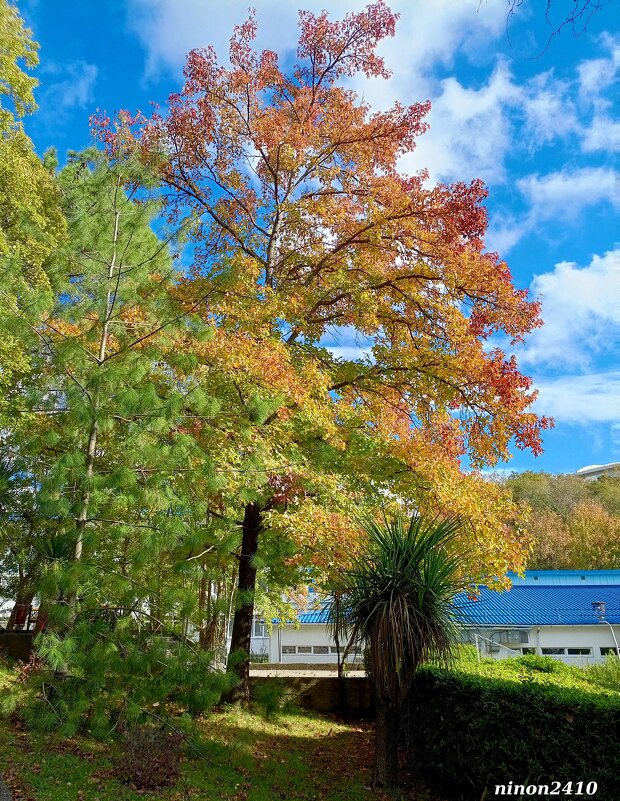 Адлер. В пансионате "Орбита" - Нина Бутко