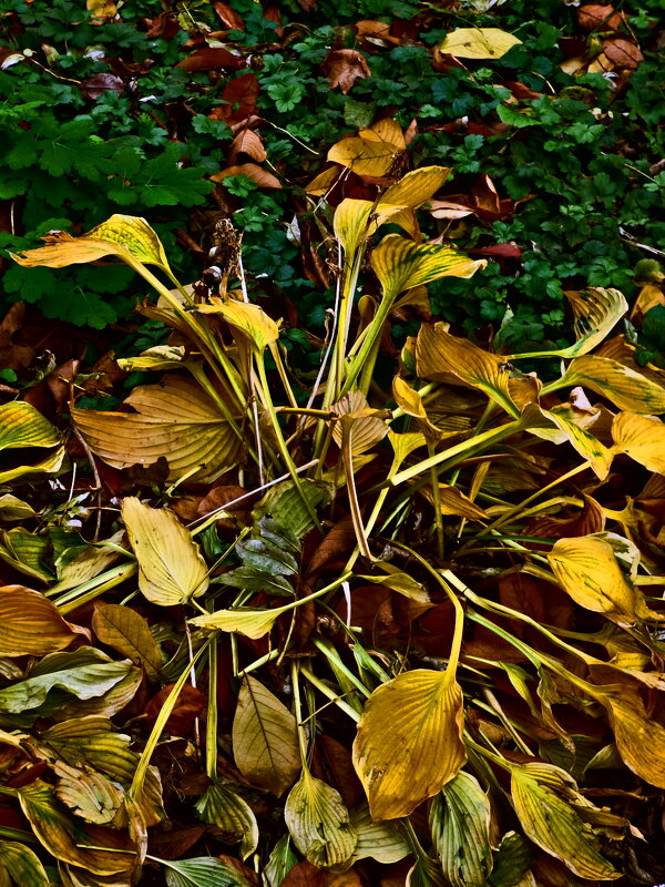 Осень 62 - Алексей Кузнецов