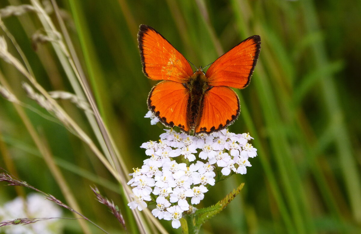 опять про бабочек...80 - Александр Прокудин