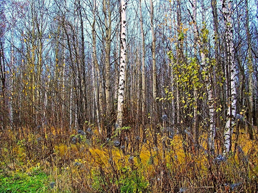 Ноябрьская природа. - VasiLina *