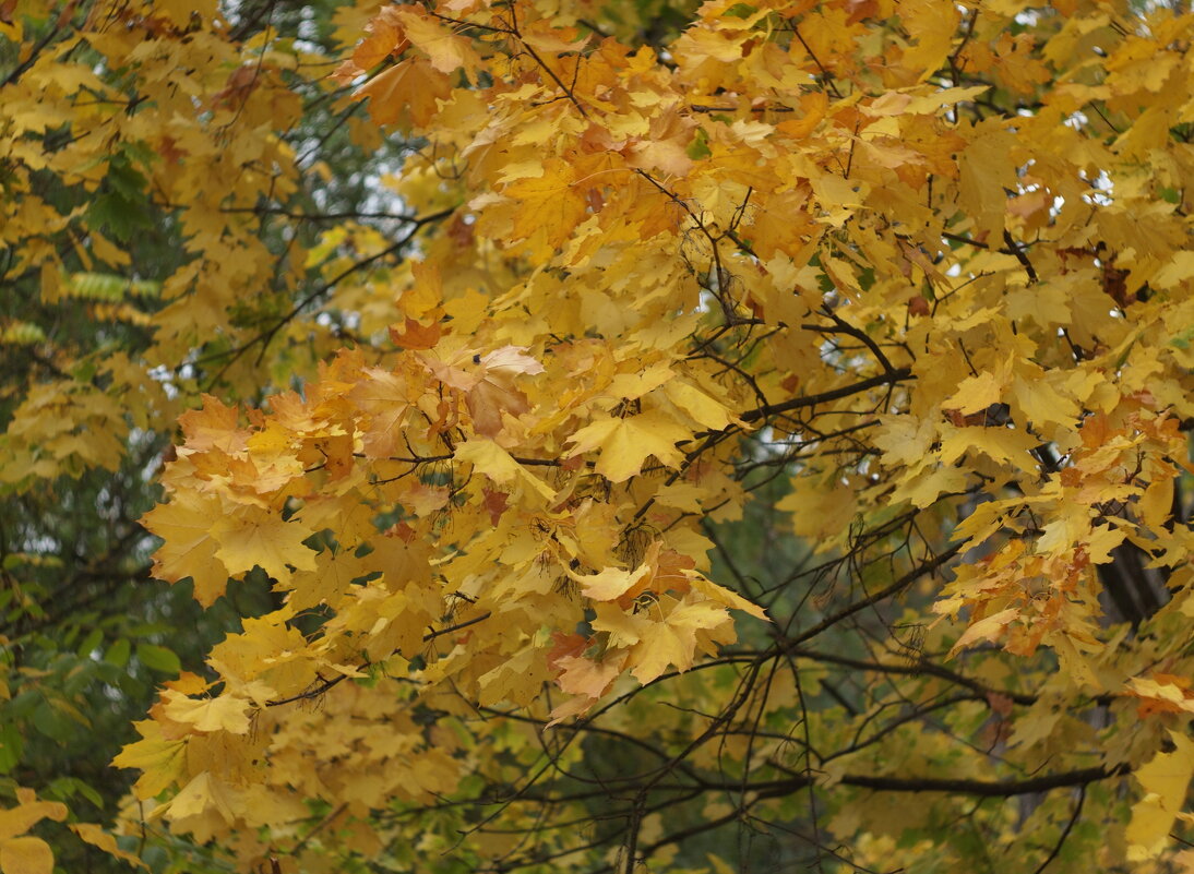 золото - Всеволод 