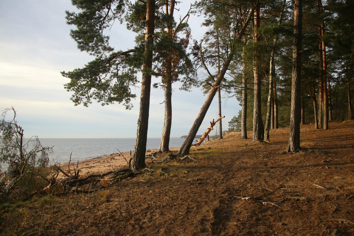 Репино - Наталья Герасимова