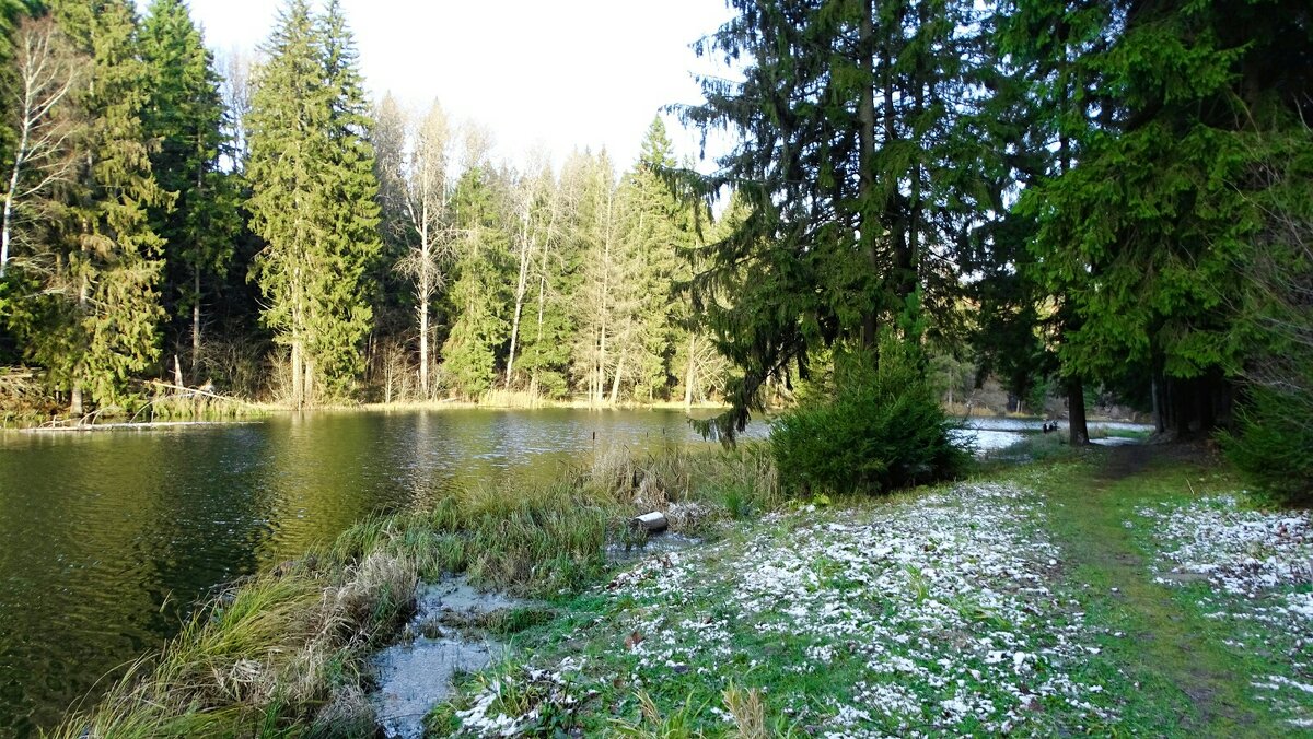 Уголок зелёной природы во второй половине ноября (репортаж из поездок по области). - Милешкин Владимир Алексеевич Уголок зелёной природы во второй половине ноября (репортаж из поездок по области). - Милешкин Владимир Алексеевич