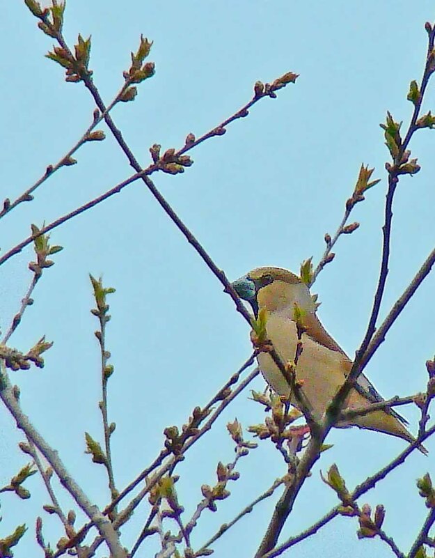 дубонос - gawrilа - dan