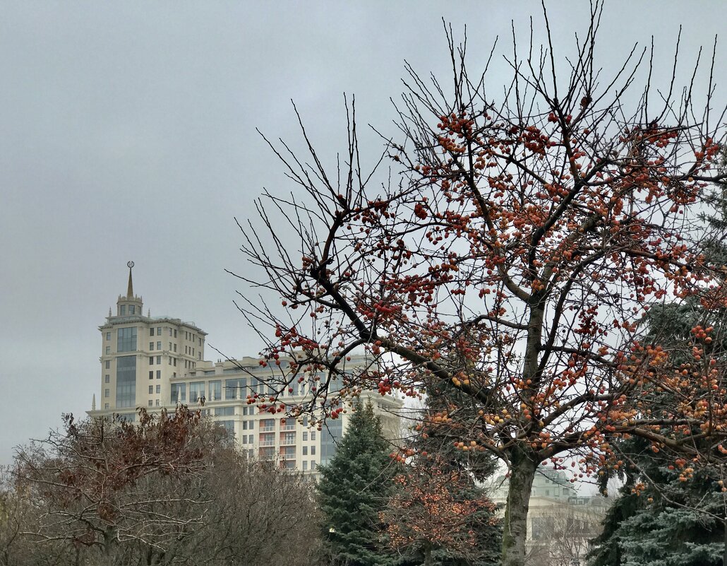 Яблочное дерево ноября. - Любовь 