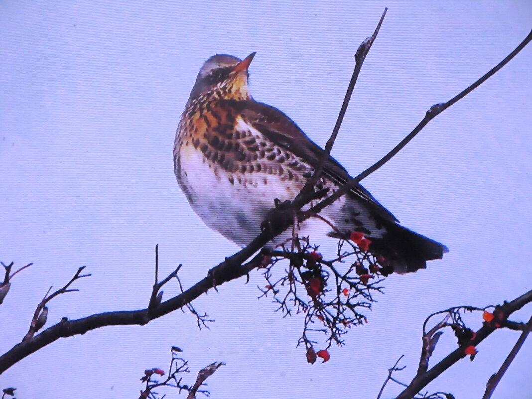 Дрозд рябинник - Людмила Смородинская