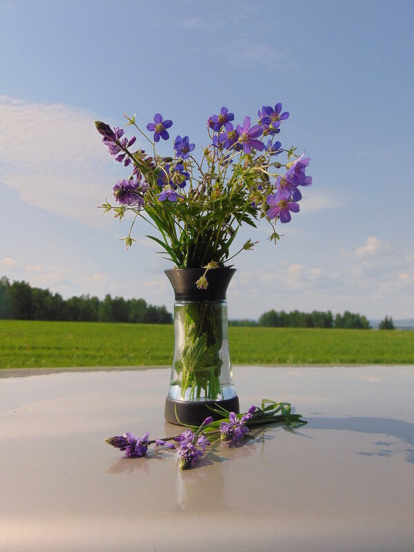 Полевые цветы. - nadyasilyuk Вознюк