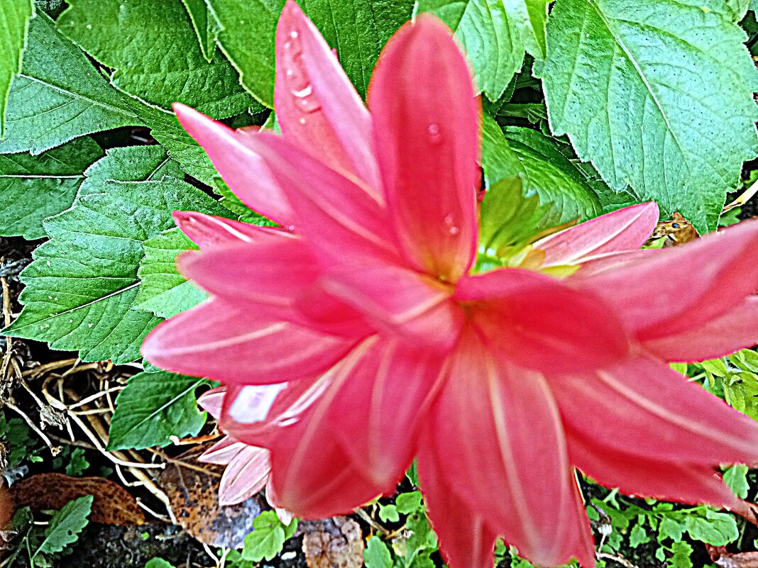 Цветы. - Владимир Драгунский