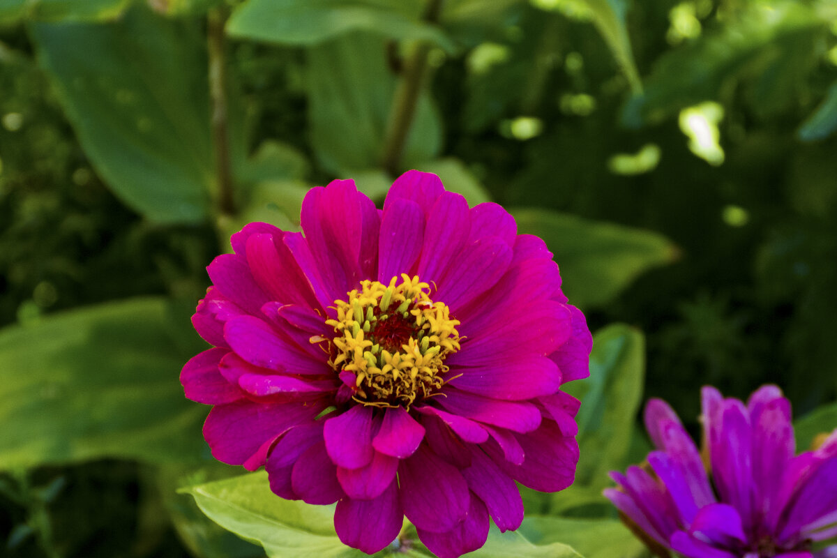 Циния - Валентин Семчишин