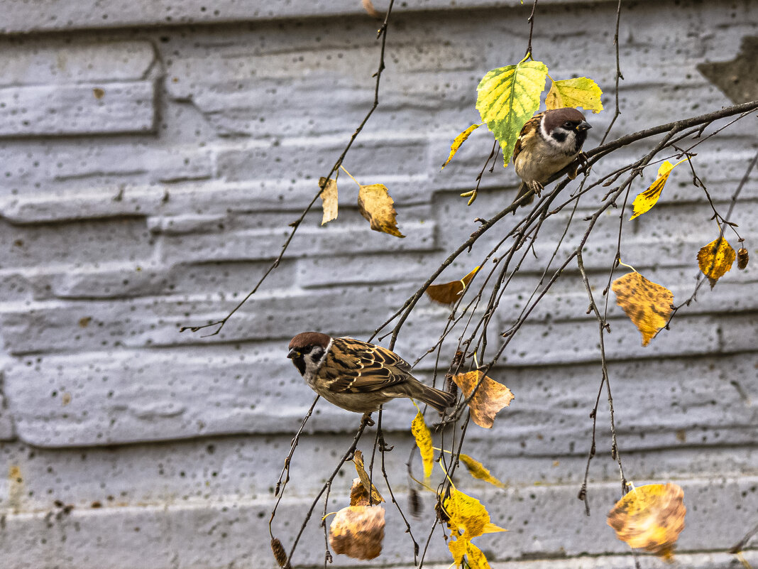 Бдительность , прежде всего. - Петр Беляков Бдительность , прежде всего. - Петр Беляков