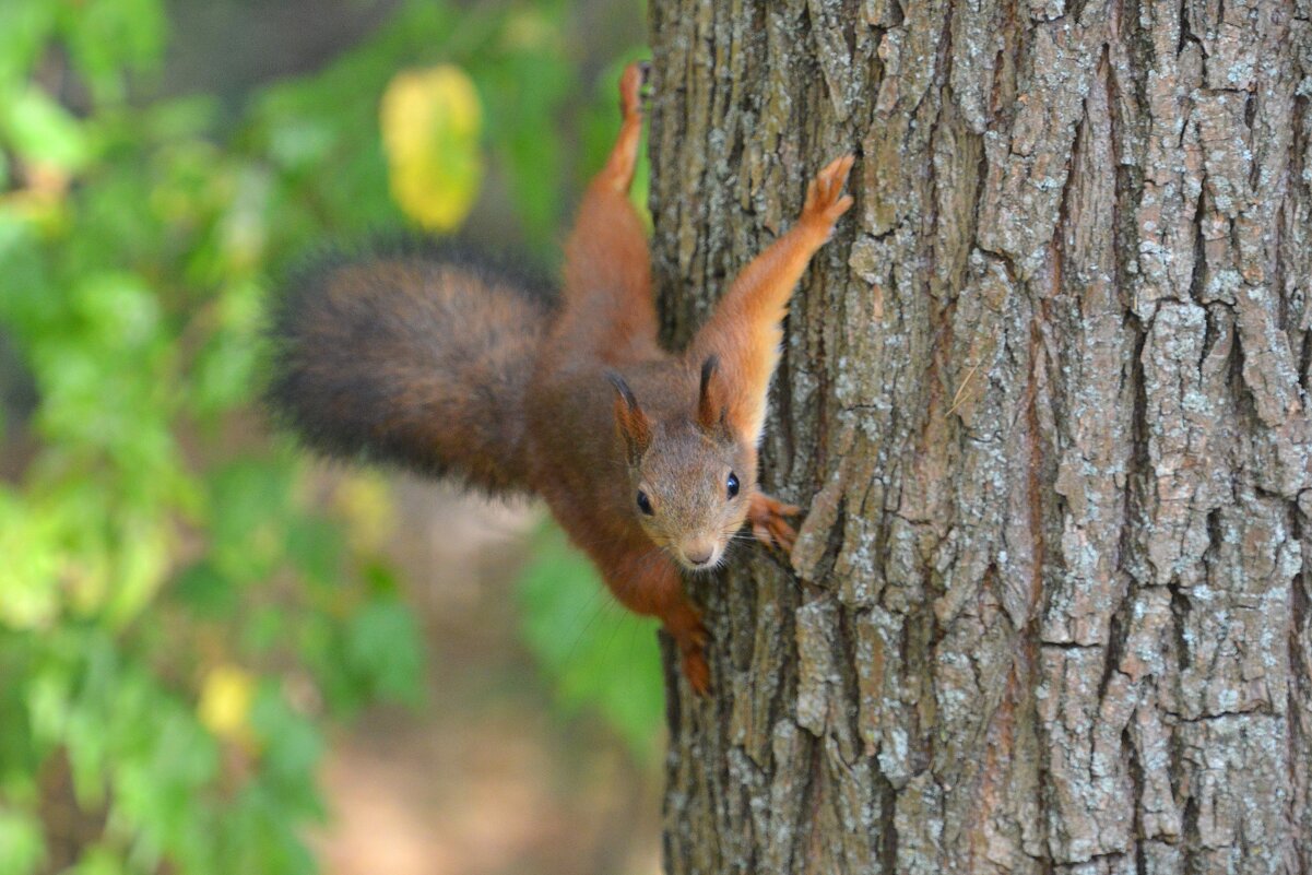 Белка - Константин Анисимов