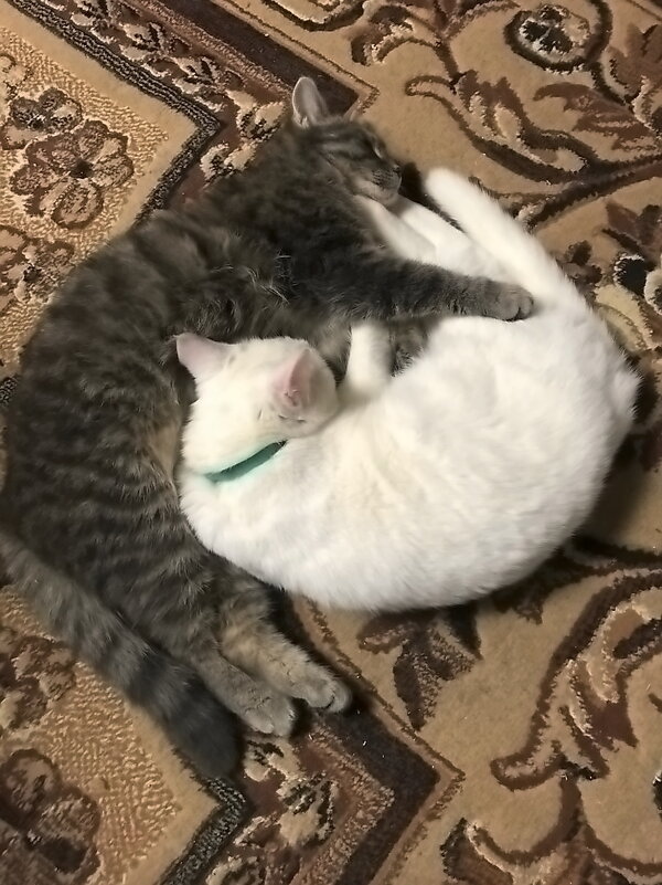 "Инь-Ян" - Ольга Довженко