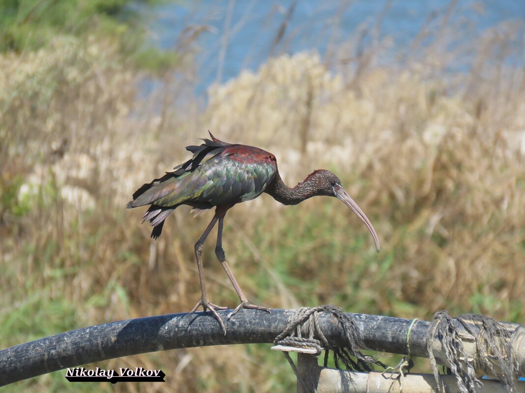 Каравайка - Николай Волков