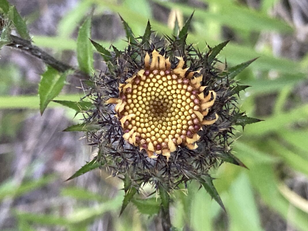 Мандала - Ольга Савельева 