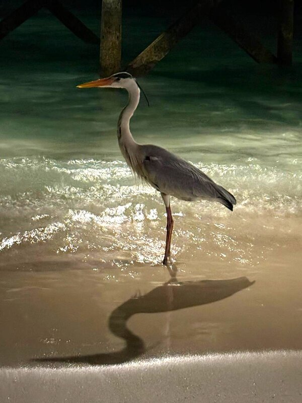 Цапля - Наталья 