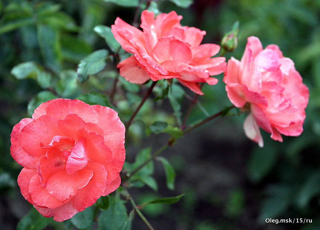 они на радость нам даны - Олег Лукьянов