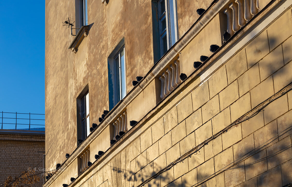 Голуби на стене дома - Александр Синдерёв