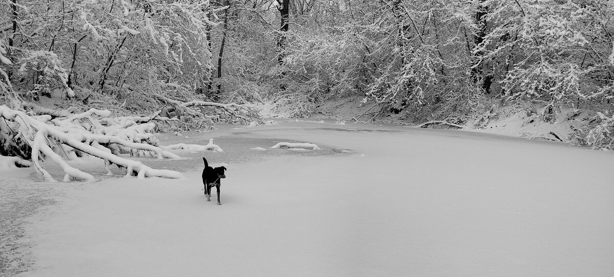 Дружок - Радмир Арсеньев