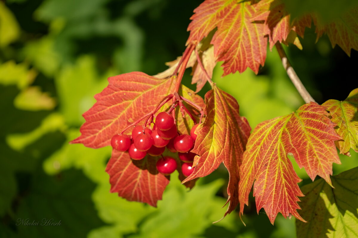 Про калину... - Николай Гирш