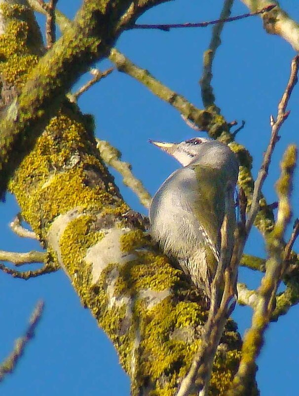 седой дятел - gawrilа - dan
