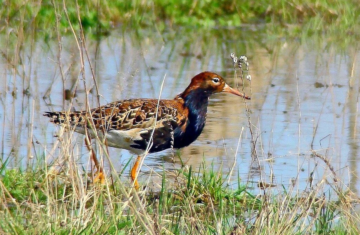 турухтан - gawrilа - dan