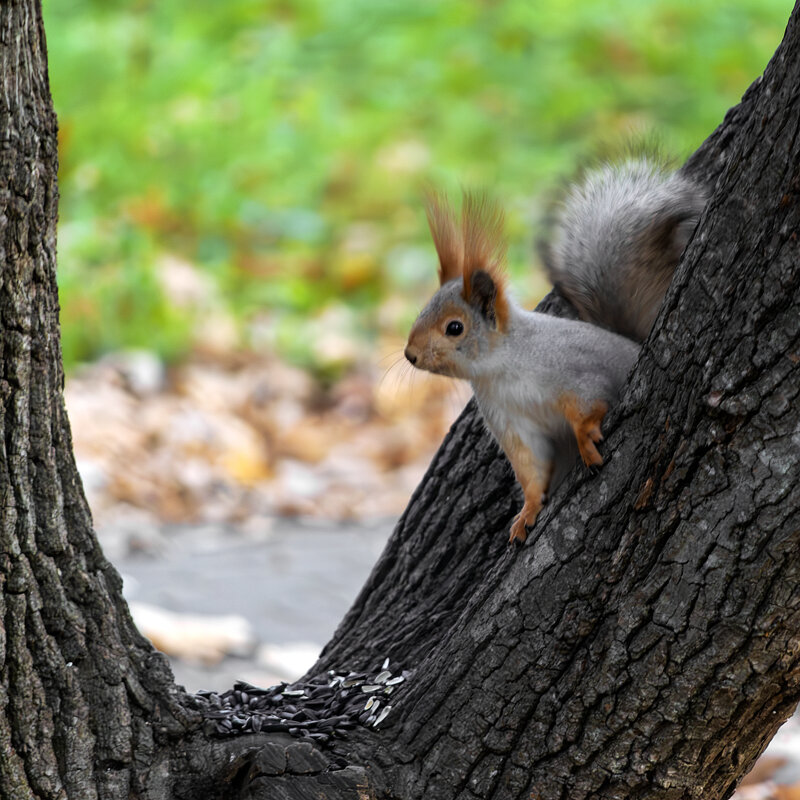 Где-то выпал снег... А у нас "бабье лето" - Игорь Протасов Где-то выпал снег... А у нас "бабье лето" - Игорь Протасов
