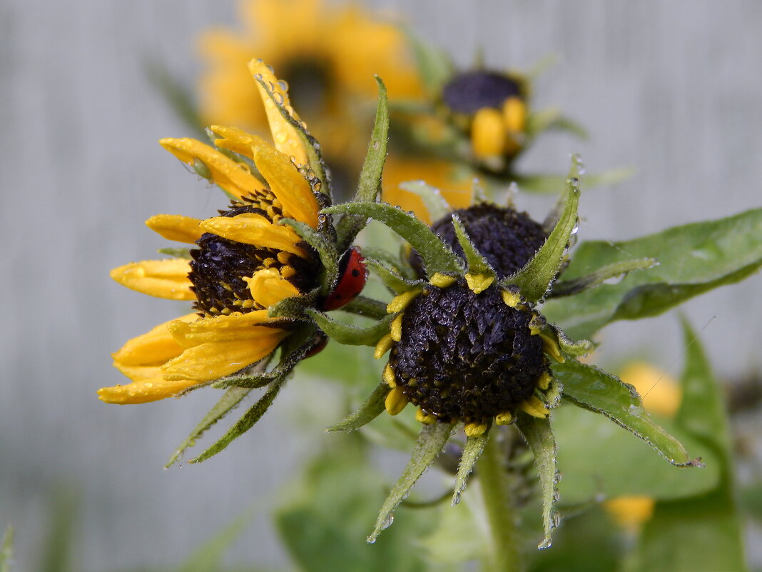 Последняя радость ноября - Рина Воржева