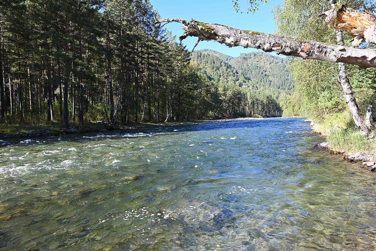 По р.Чемал - Валерий Медведев