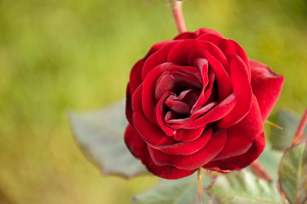 Черная роза... - Юрий Полторыхин.