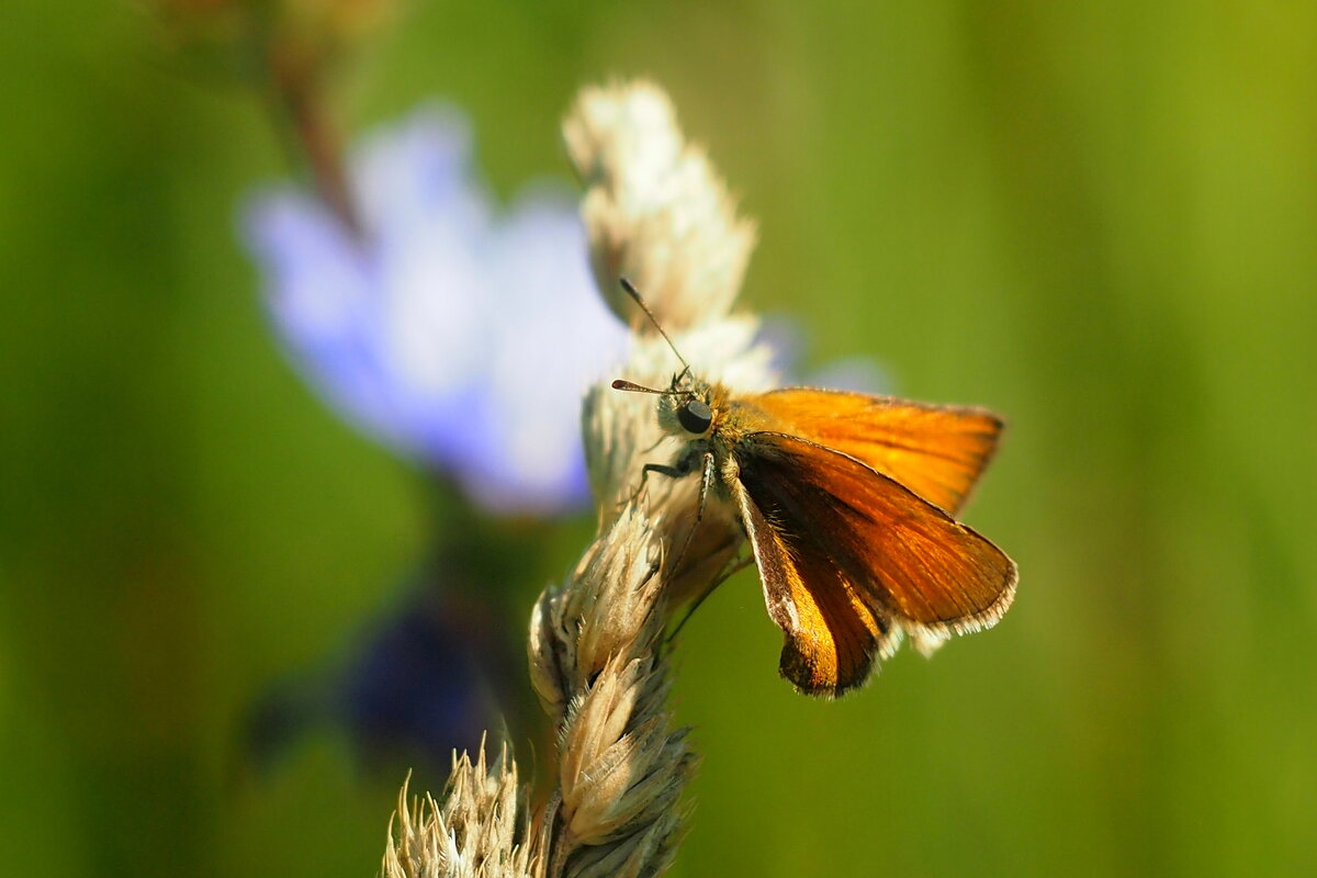 опять про бабочек...81 - Александр Прокудин
