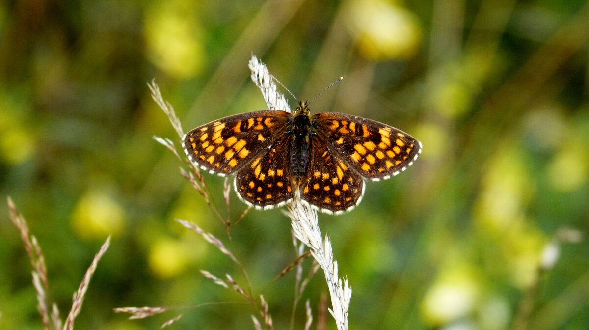 опять про бабочек...85 - Александр Прокудин