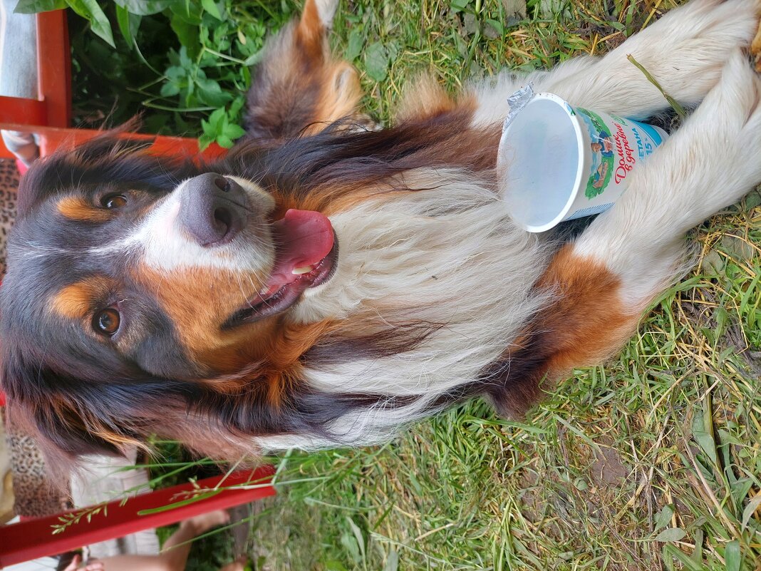 подайте на домик для бездомных поросят) - Артём 